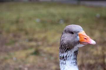 Close up of a single goose in an animal park in Germany