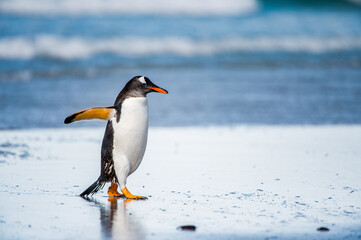 Fototapeta na wymiar Little cute gentoo penguin portrait