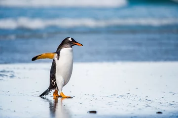 Gordijnen Little cute gentoo penguin portrait © Anton Ivanov Photo