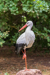 Close up of a stork in an animal park in Germany