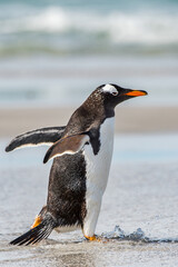 Little cute gentoo penguin portrait