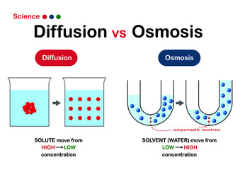 Science graphic show difference of diffusion and osmosis - obrazy, fototapety, plakaty