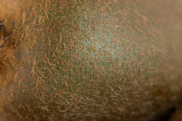 Kiwi seen from unusual point of view