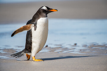 Gentoo penguin on the sand, Falkland Islands