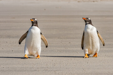 Gentoo penguin on the sand, Falkland Islands
