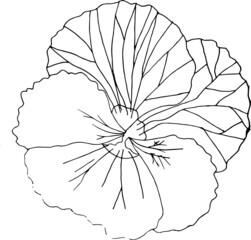 Pansies vector, black and white flower