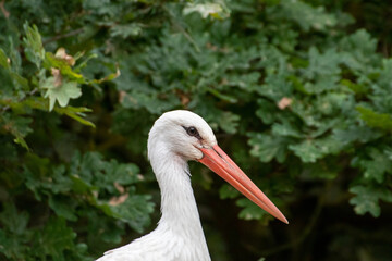 Close up of a stork in an animal park in Germany