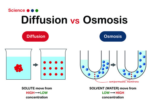 Science graphic show difference of diffusion and osmosis