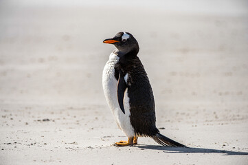 Gentoo penguin standing on the coast of the Atlantic Ocean
