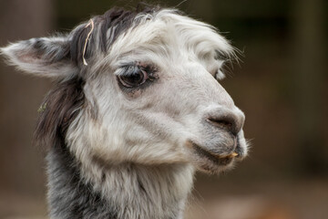Fototapeta premium Close up of a single alpaca in an animal park in Germany