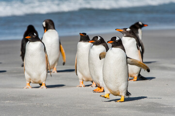 Fototapeta premium Group of the penguins playing, swimming and eating in the Atlantic Ocean