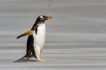 Little penguin walks on the sand