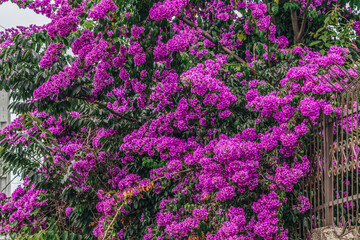 purple bougainvillea flower tree in the garden