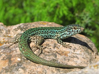 Formentera wall lizard (Podarcis pityusensis formentera) - endemic species the island of Formentera, and nearby rocky islets, in the Balearic Islands of Spain