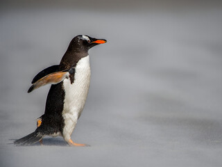 Little penguin walks on the sand