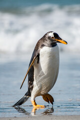 Beautiful gentoo penguin portrait, Falkland Island