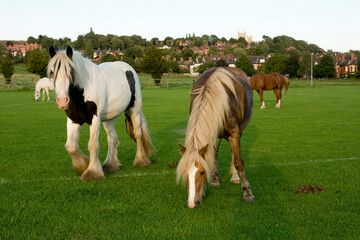 A view of the West Common, Lincoln, Lincolnshire, United Kingdom - August 2009