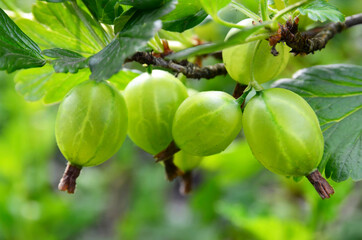 Fresh organic green gooseberries on a branch of gooseberry bush in the garden.Selective focus.