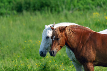 Brown and white horse grazes in the meadow