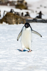 Adelie penguin (Pygoscelis adeliae) on on the snow