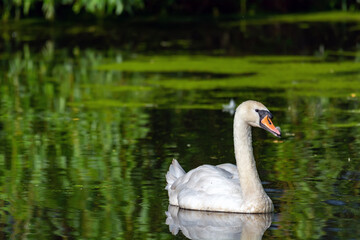 Beautiful white swan swim on the pond
