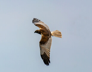 Hawk in the sky hunting