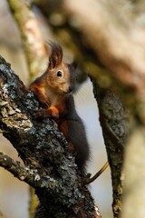 Naklejka na ściany i meble Curious squirrel sitting on tree in deep forest. Sciurus vulgaris.