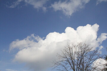 niebo chmury drzewo niebieski dzien gałezie