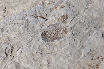 Old fossil mark in a stone, looks like a mussel