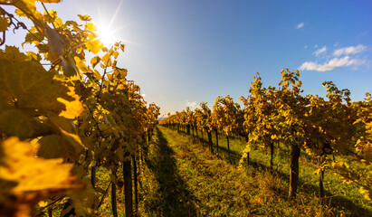 autumn vineyard near Langenlois, Lower Austria, Austria