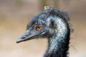 Close up of a single ostrich in an animal park in Germany