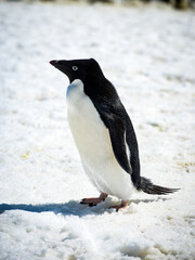 Portrait of an Adelie penguin (Pygoscelis adeliae) on on the snow