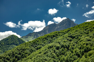 green forest and mountain