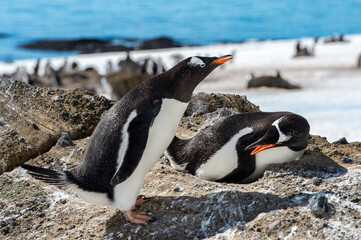 Couple of the cute Gentoo Penguins (Pygoscelis papua) in a nest on the Antarctic coast