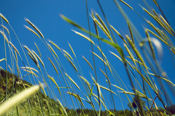 barley spike in nature
