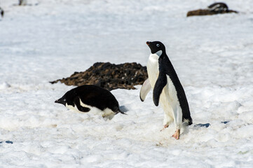 Adelie penguin (Pygoscelis adeliae) walks on the snow