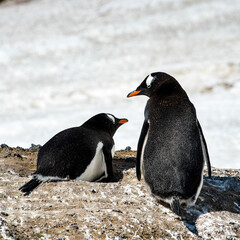 Couple of the cute Gentoo Penguins (Pygoscelis papua) in a nest on the Antarctic coast
