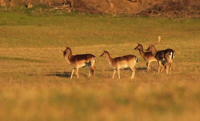 Spring sunrise with fallow deer. Dama dama.
