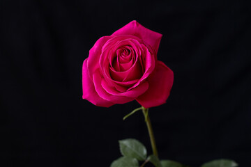 Pink rose on a black background