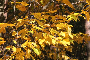 liscie jesien zołty drzewo rosliny natura