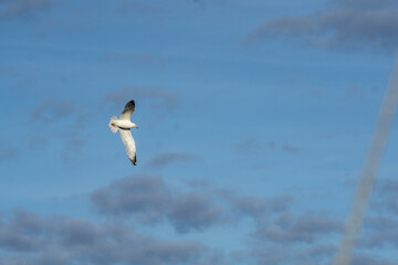seagull flying