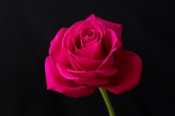 Fototapeta na wymiar Pink rose on a black background