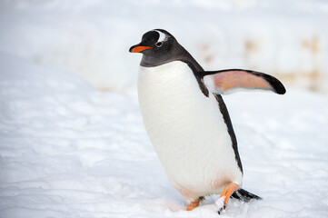 Gentoo Penguin (Pygoscelis papua) in Antarctica