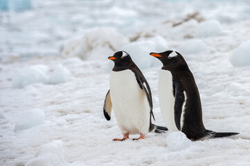 Fototapeta na wymiar Gentoo Penguin (Pygoscelis papua) in Antarctica