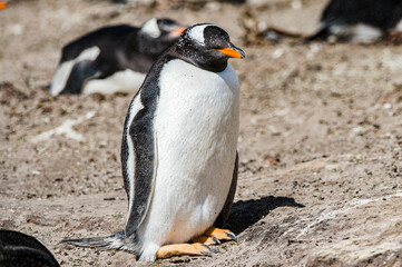 Fototapeta premium Cute little gentoo penguin close up
