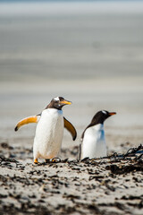 Fototapeta na wymiar Gentoo penguin