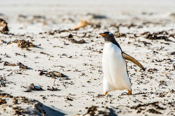 Gentoo penguin on the sand of the Falkland Islands