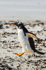 Gentoo penguin on the sand of the Falkland Islands