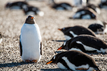 Gentoo penguin on the sand of the Falkland Islands