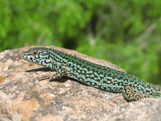 Formentera wall lizard (Podarcis pityusensis formentera) - endemic species the island of Formentera, and nearby rocky islets, in the Balearic Islands of Spain